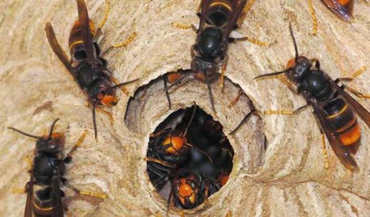 अरिङ्गालले टोकेर उदयपुरमा १ जनाको मृत्यु