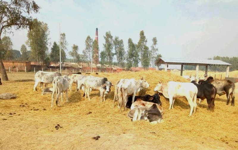 गाईकाण्डमा संलग्न सात जना नगर प्रहरी पक्राउ