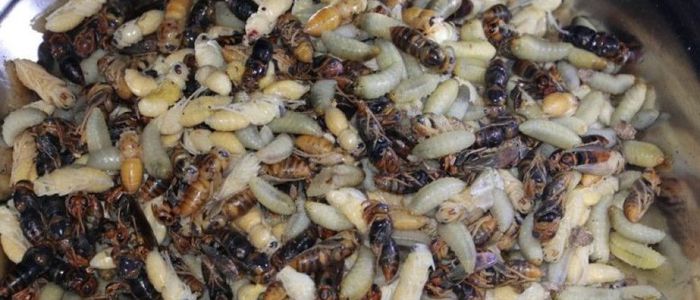 अरिंगाल खाँदा १० जना बिरामी