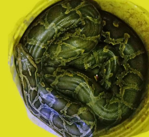 सप्तरीमा लोपोन्मुख प्रजातिको अजिङ्गर फेला