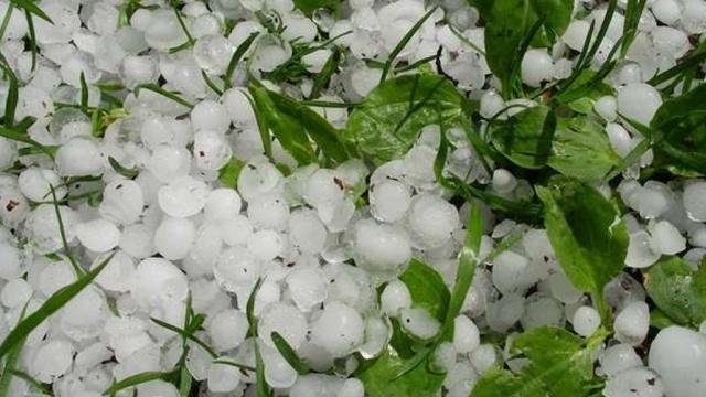 भीषण असिनाका कारण ७५ लाख बराबरको धानबालीमा क्षति