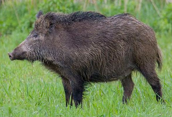 दसैँका बेला बँदेल आतङ्क