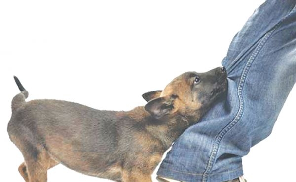 बौलाह कुकुरले टोकेर महोत्तरीमा एकैदिन ५० जना घाइते