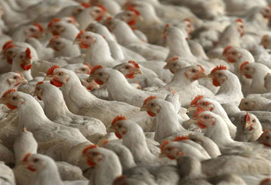 कुखुरालाई खुवाउने दानाको मूल्य आकाशियो