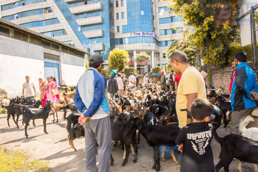 खाद्य कम्पनीबाट ठगिए उपभोक्ता, ४१ किलोको पैसा तिरेर किनेको खसी ३५ किलो मात्रै !