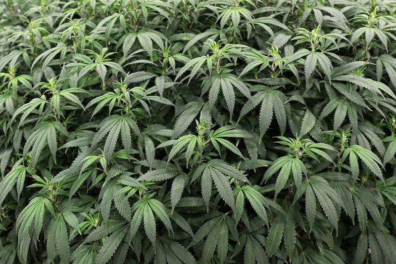 ६० हजार भन्दा बढी गाँजाका बोट नष्ट