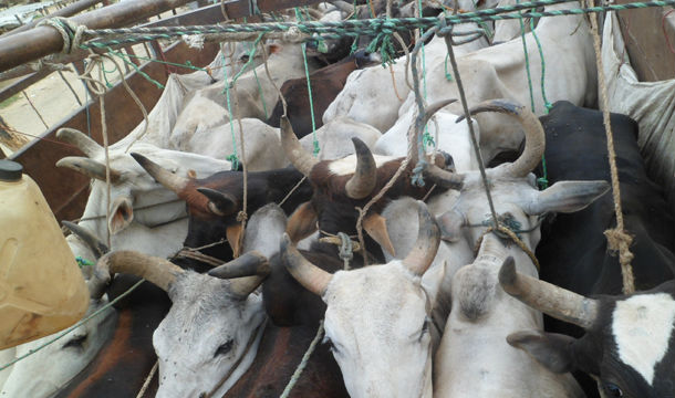 मोरङ प्रहरीद्वारा एक दर्जन गोरु नियन्त्रण