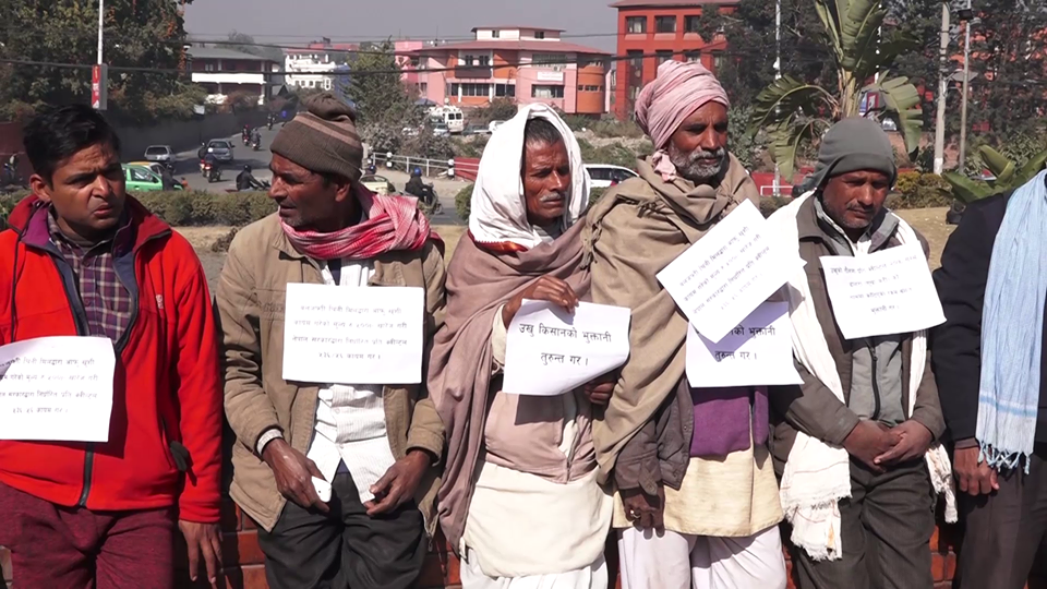 ७ वर्षदेखि उखुको भुक्तानी नपाएपछि उखु किसान धर्नामा