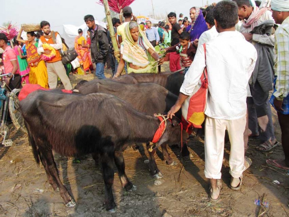 गढीमाई मेलामा आजबाट बलि दिन सुरु, करिव ११ हजार राँगा बलिका लागि समितिमा दर्ता
