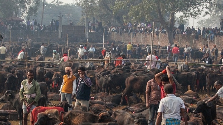 गढिमाई मेलामा विधिवतरुपमा बलि प्रथा शुरु