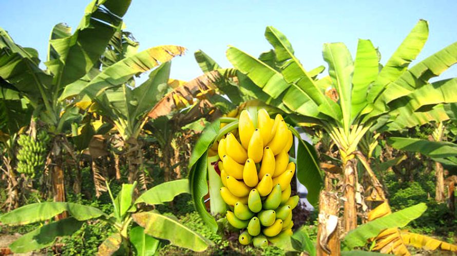 अन्नबाली छाडेर केरा खेतीतर्फ आकर्षित भए कृषक