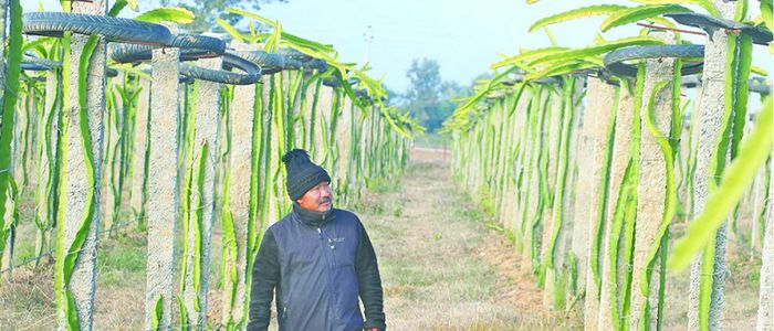 पूर्वमन्त्रीको ड्रागनखेती