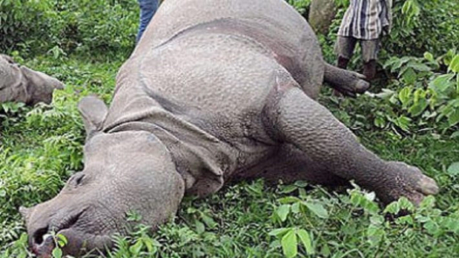  चितवन राष्ट्रिय निकुञ्जमा एकै दिन मरे दुई गैँडा