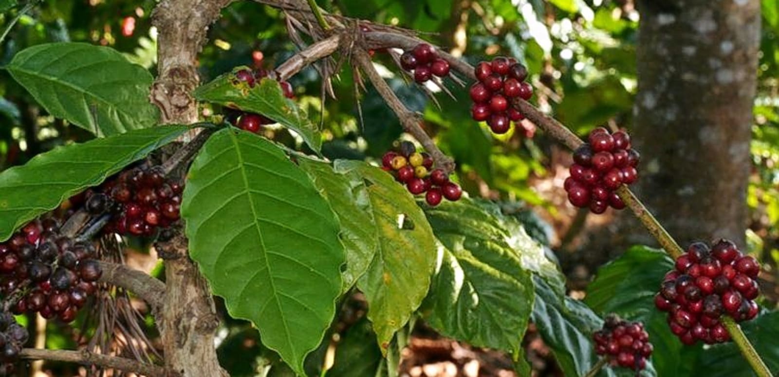 तुसारोले कफी खायो, किसान चिन्तित