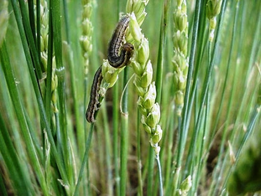 तराईका केही स्थानका गहुँ बालीमा फौजी किराको प्रकोप