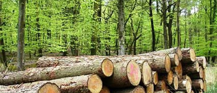 सरकारका दुई वर्ष : उत्पादन वृद्धिसँगै २० प्रतिशतले घट्यो काठको आयात