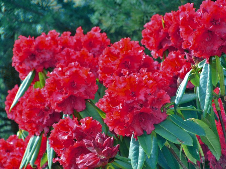 अब गुराँस मासे कारबाही