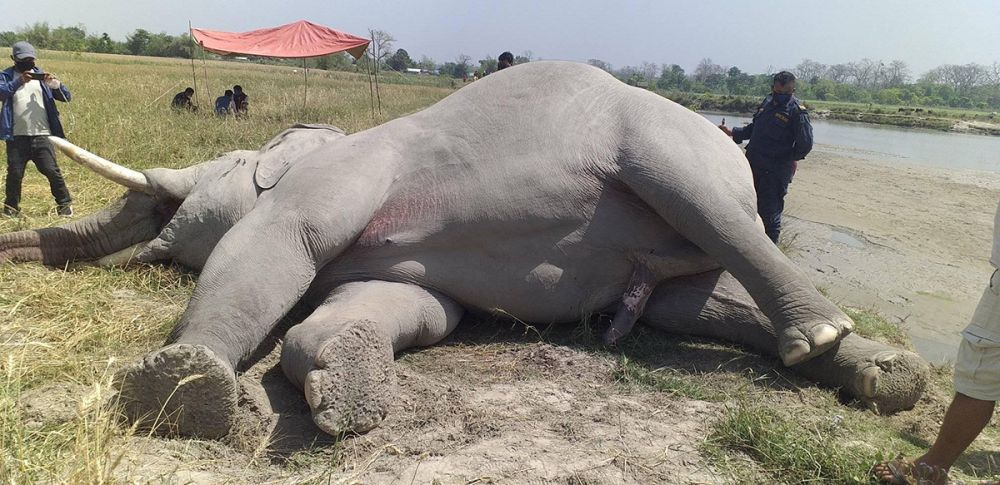 गस्ती बढाइए पनि मारिए गोही र हात्ती