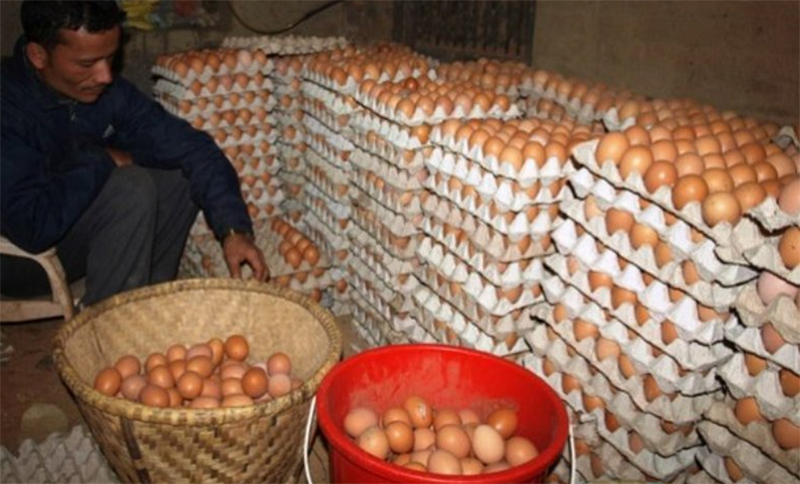 अण्डाको गेट मूल्य घट्यो, उपभोक्ता मूल्यमा मनपरी