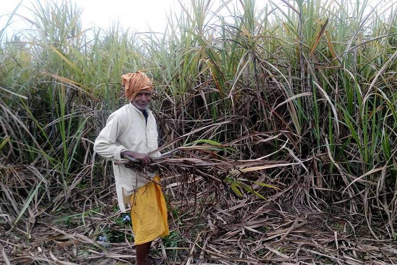 ३५ प्रतिशत किसानले रोप्न छाडे उखु