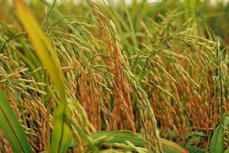 हाइब्रिड धानमा प्रविधि हस्तान्तरण परियोजना सञ्चालन गरिँदै