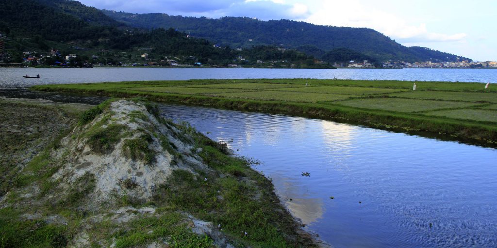 पहिले फेवाताल, अहिले खेत