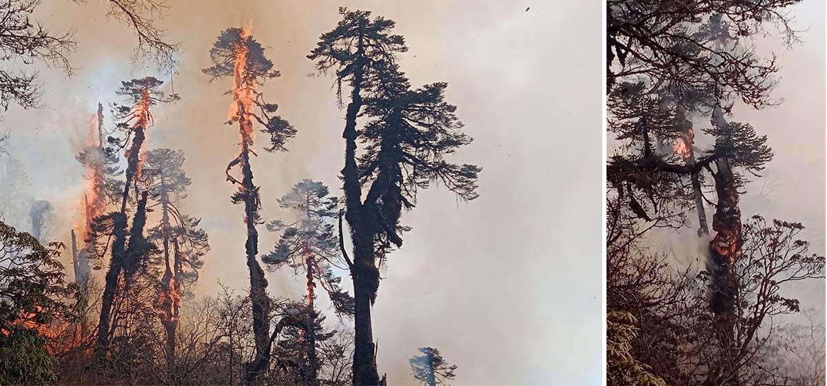 ताप्लेजुङ डढेलोः रेडपाण्डाको बासस्थान नष्ट, १२५ हेक्टरमा डढेलो फैलिसकेको अनुमान