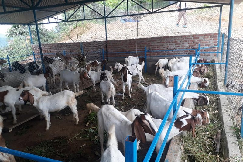 चार करोड लगानीमा २० परिवारको सामूहिक बाख्रापालन