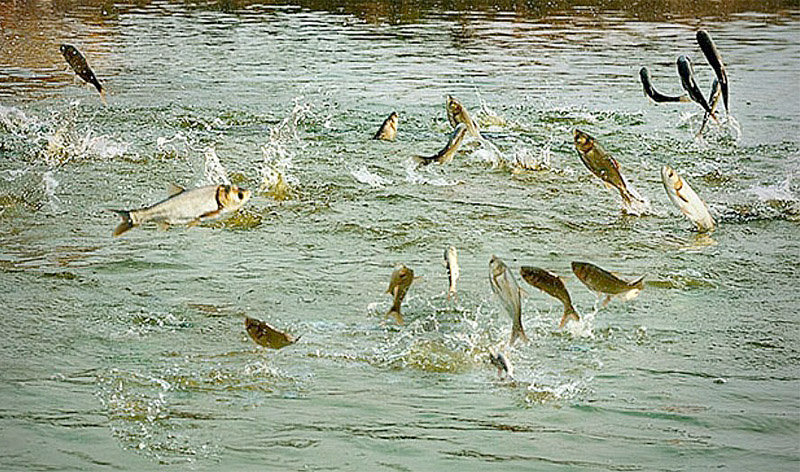 वाग्मती नदीमा परीक्षणका लागि माछाका भुराहरू छोडिने