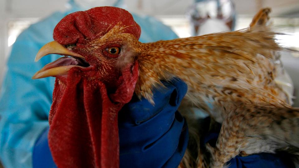 फेरि बर्डफ्लुको त्रास, पोल्ट्री र पोल्ट्रीजन्य वस्तु आयातमा रोक