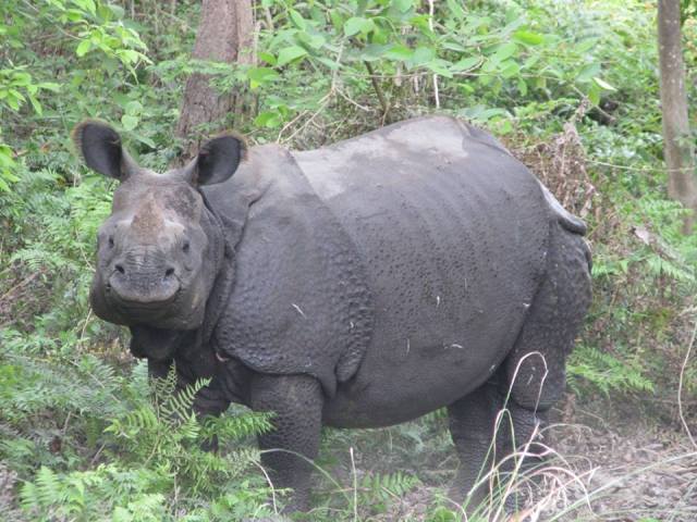गैँडाको आक्रमणबाट दराईको मृत्यु