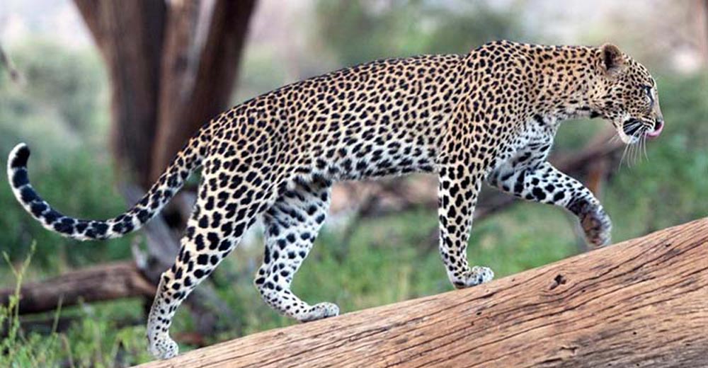 गोठमा बाँधेका गाईबस्तु चितुवाले खान थालेपछि स्थानीय चिन्तित