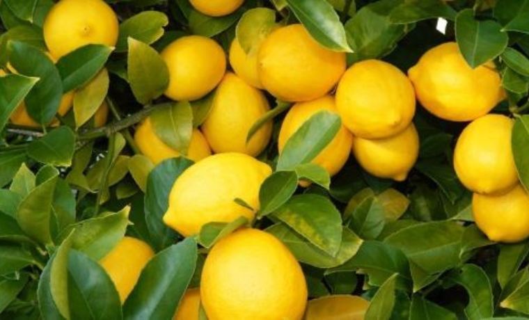 जागीरबाट अवकाश लिएपछि कागती खेतीतर्फ