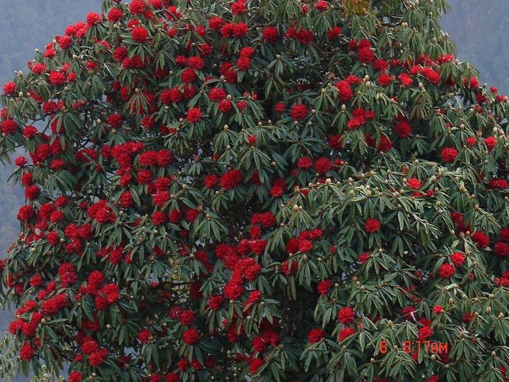 गुराँसको फूल टिप्नेलाई ५ हजार जरिवाना