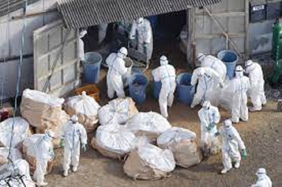 काठमाण्डौमा फेरि बर्ड फ्लु सङ्क्रमण पुष्टि