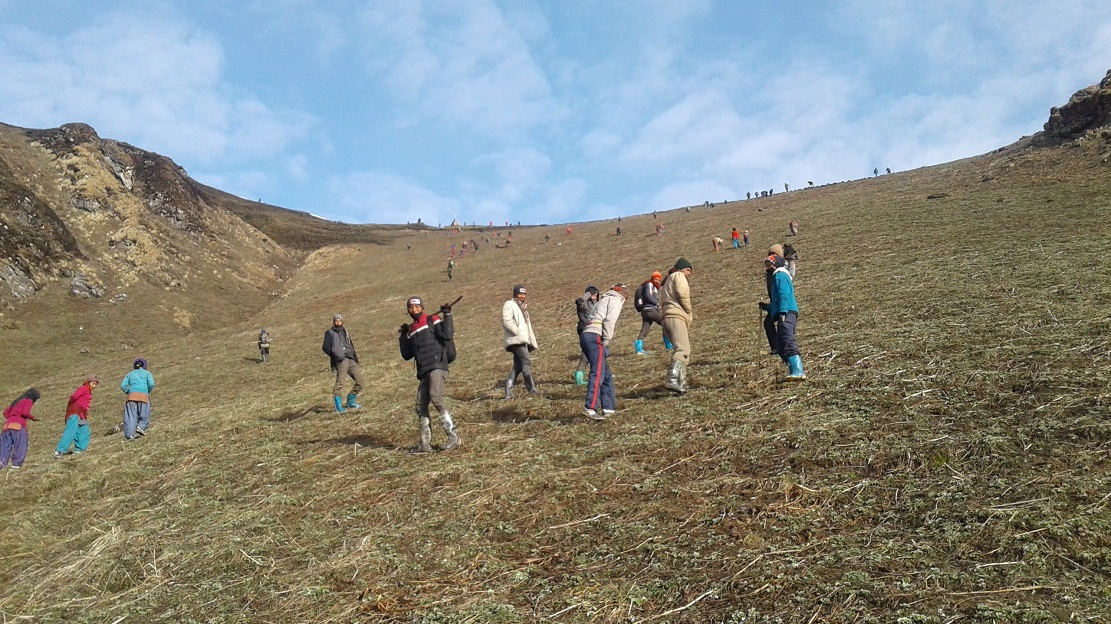 महामारीको बेला यार्सा सङ्कलन गर्न लेकतिर लर्को
