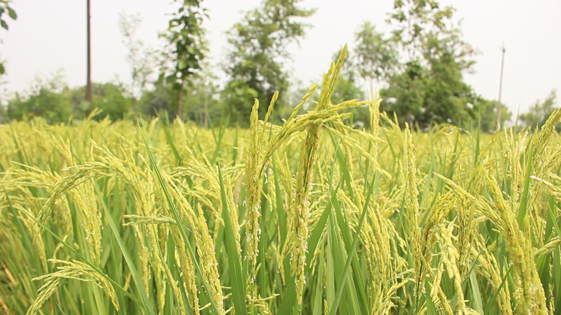 बाँकेका किसान चैते धान फलाउन सफल