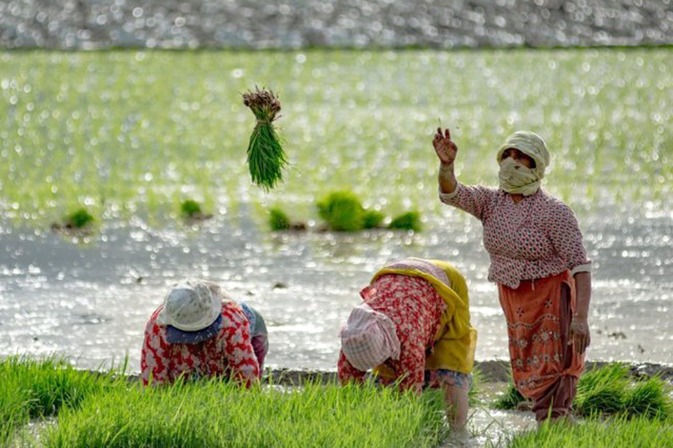 राष्ट्रिय धान दिवस आज,आत्मनिर्भर हुने प्रयास जारी