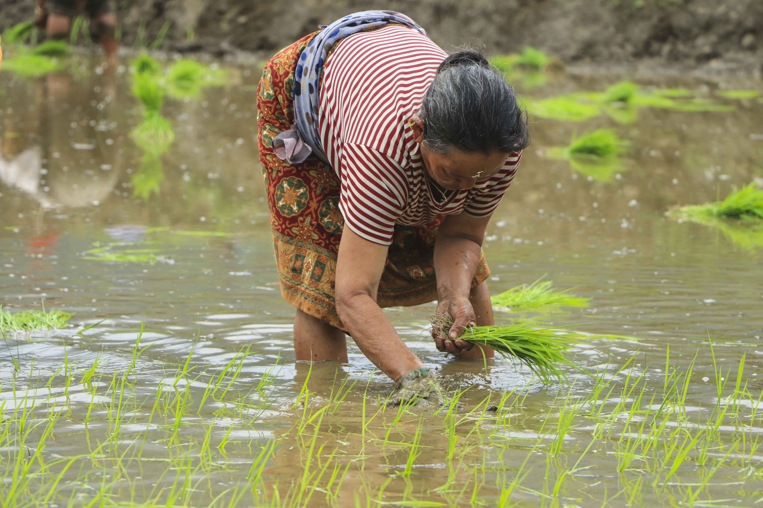 काठमाडौं उपत्यकासहित देशका केही ठाउँमा रोपाइँ सुरु