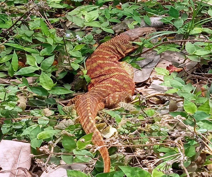 सुनगोहोरोको छाला सहित एक जना पक्राउ