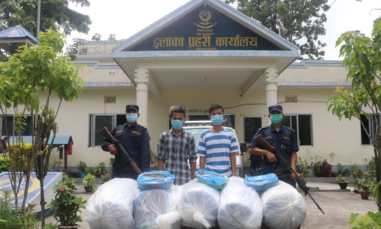 सुनसरीमा एक सय ५० किलो गाँजासहित दुई जना पक्राउ