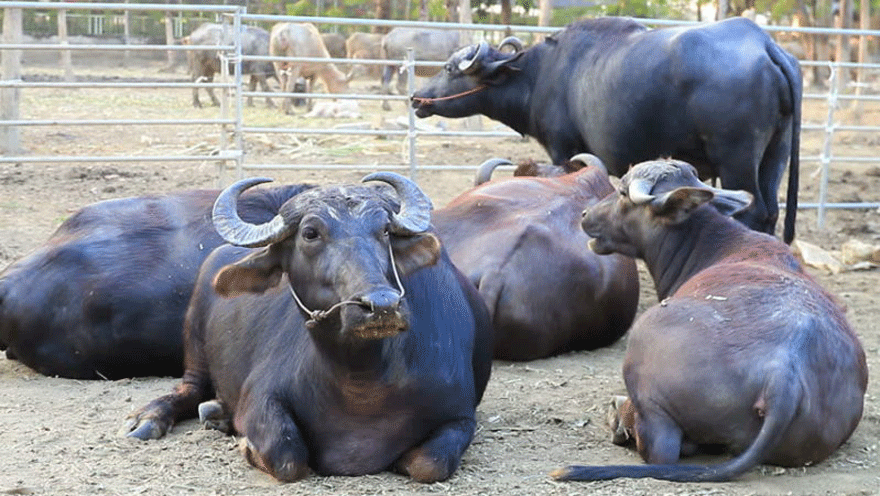 भारतीय चोरले लुटेका भैँसी सशस्त्र प्रहरीले फिर्ता ल्यायो