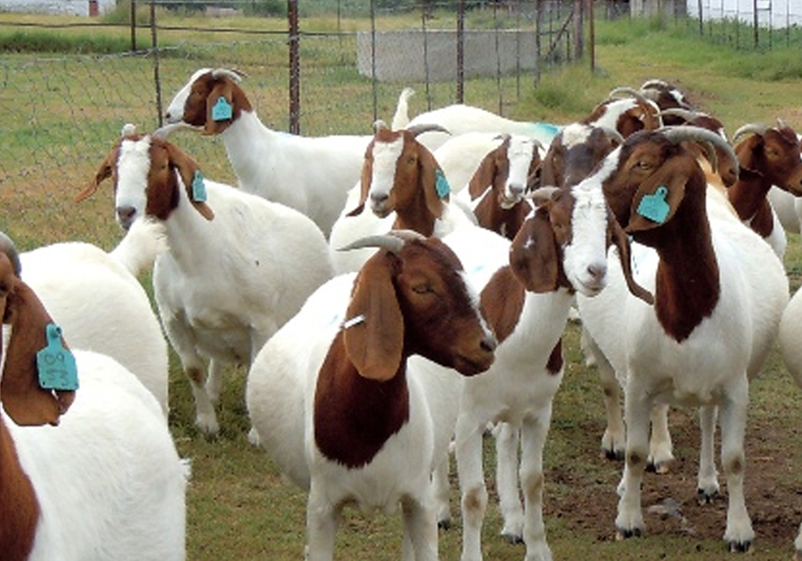 विपन्नलाई उन्नत जातका बाख्रा वितरण