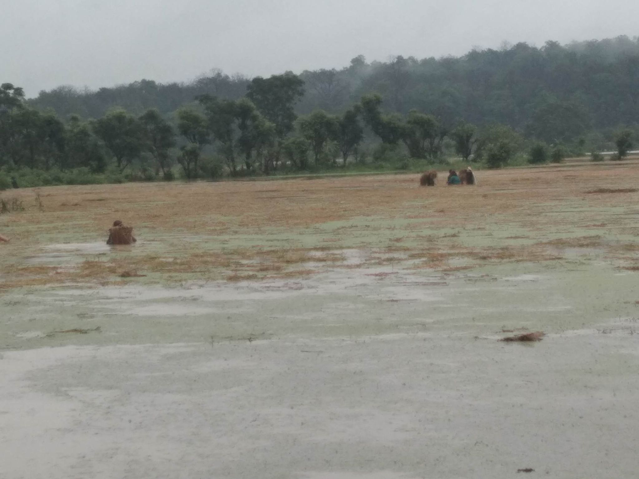 सुनसरी जलमग्न, कोशीमा पानीको मात्रा बढ्यो
