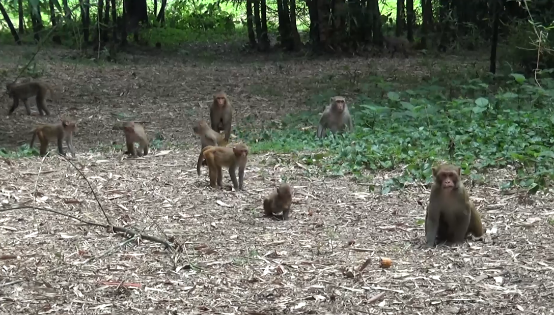 सुनसरीको देवानगञ्जमा बाँदर आतंक: न गुलेली हान्दा भाग्छ नत टिन ठटाउँदा