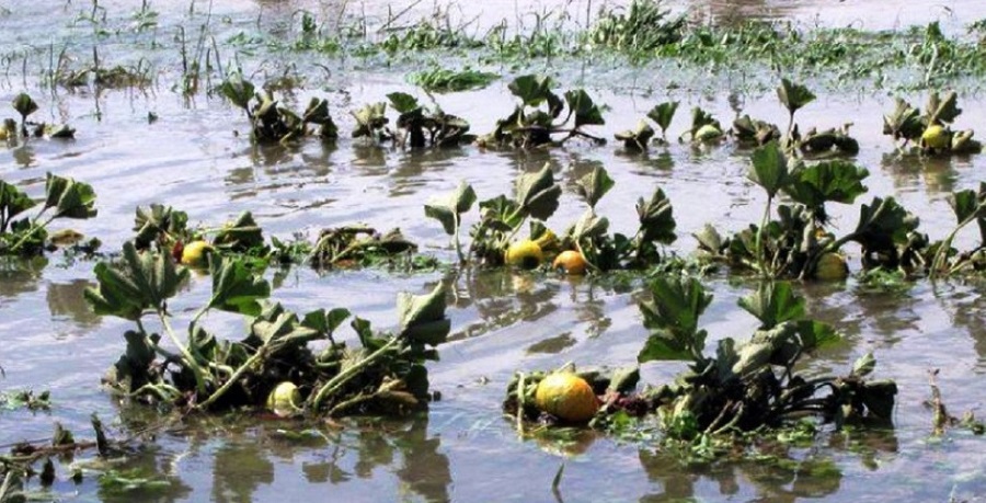 लगातारको वर्षाले तरकारी खेती सखाप