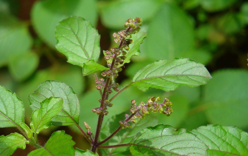 आज हरिशयनी एकादशी, घर-घरमा तुलसीको बिरुवा रोपिँदै