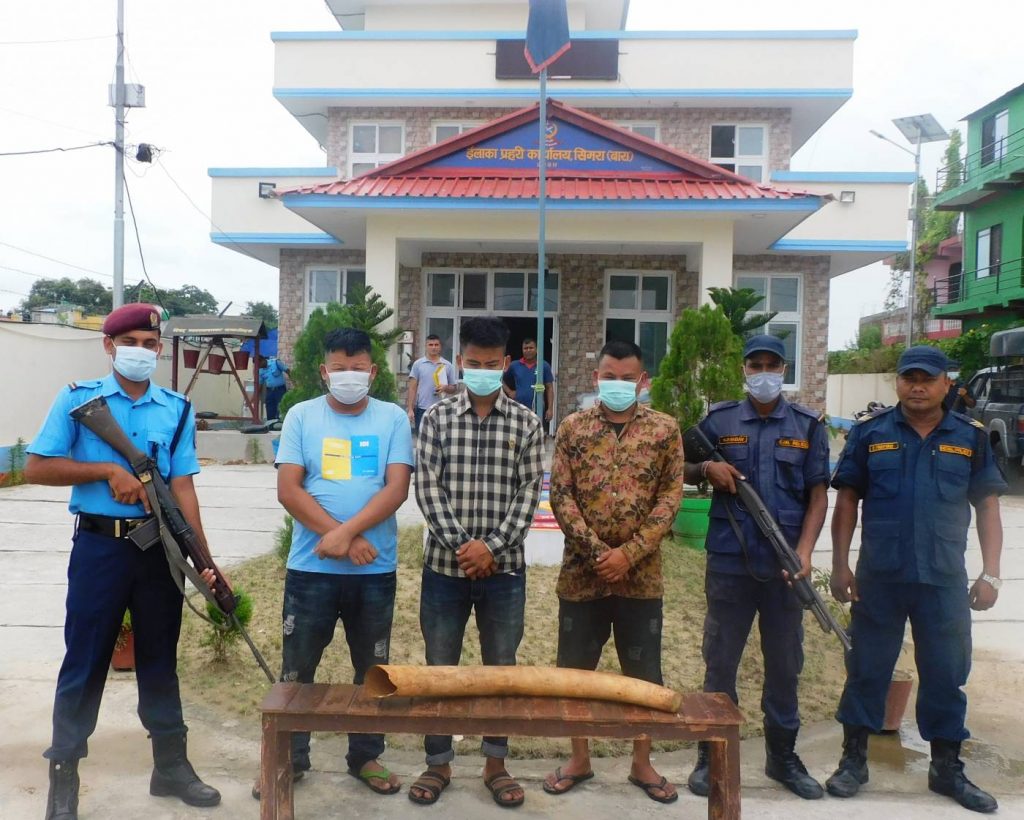 अमलेखगन्ज बजारबाट हात्तीको दाह्रासहित तीन जना पक्राउ