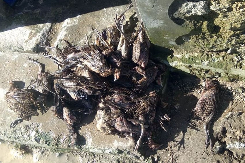 फर्ममा पसेर चितुवाले १५० कालिज मार्‍यो