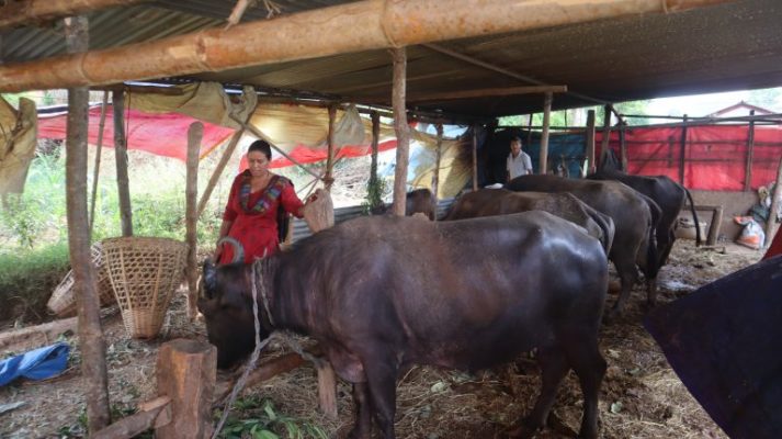 भैँसी बिग्रिने डरले दूध बेच्नै मान्दैनन् किसान